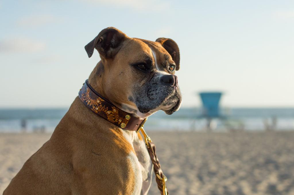 Sunflowers Leather Collar - Rocky & Maggie's Pet Boutique and Salon