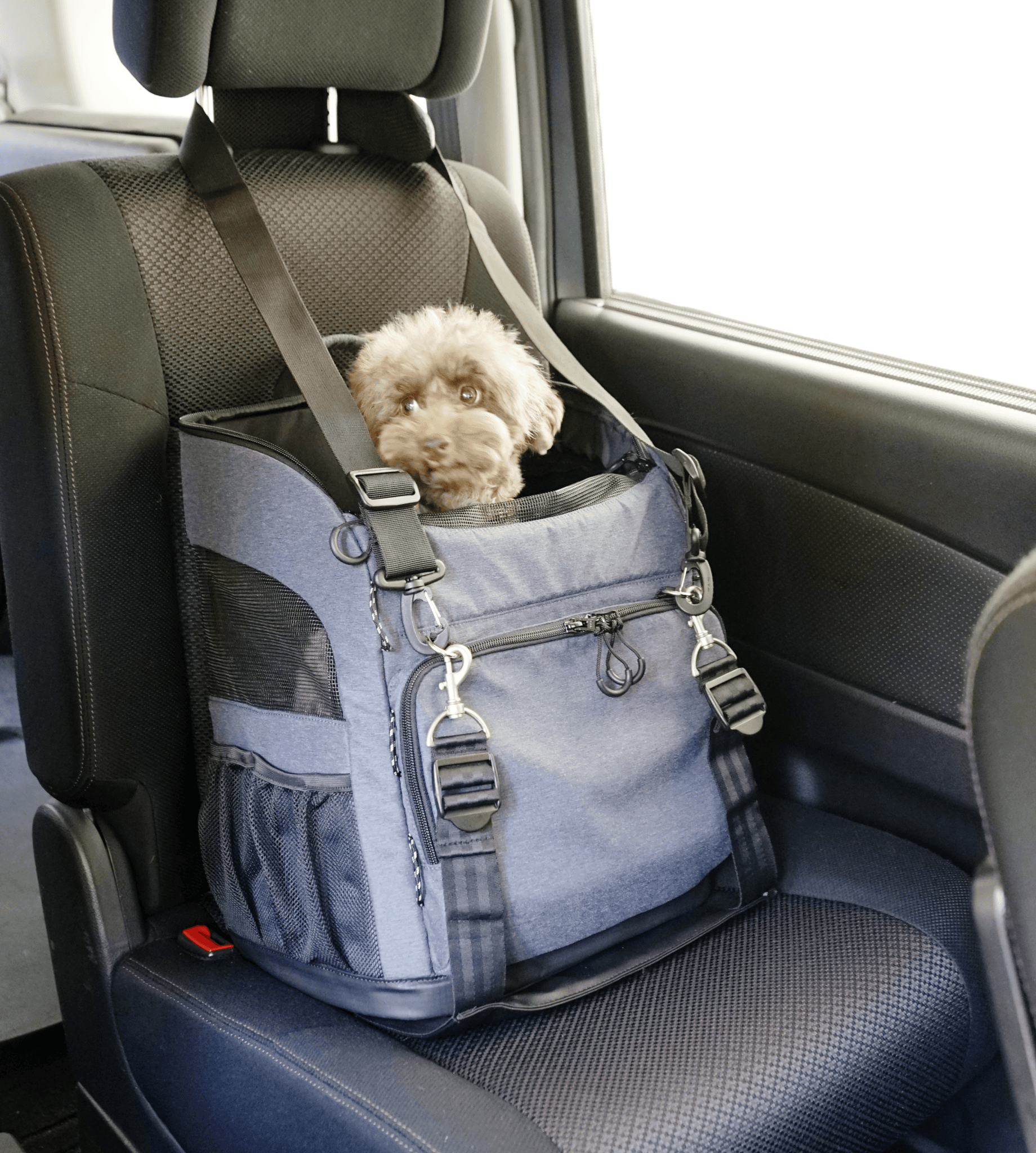 Isofix dog sales