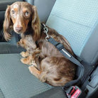 Seat Belt Strap Dog Car Leash - Rocky & Maggie's Pet Boutique and Salon