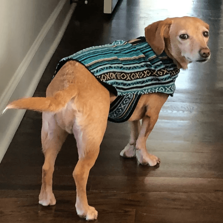 100% Hand-Woven Dog Poncho - Rocky & Maggie's Pet Boutique and Salon