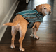 100% Hand-Woven Dog Poncho - Rocky & Maggie's Pet Boutique and Salon
